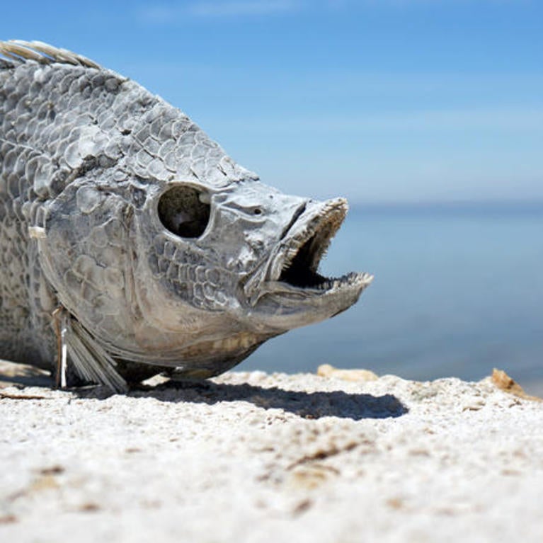 a dead fish on the beach of Salton Sea
