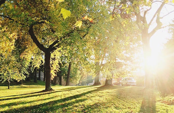 sunbeam through trees (c) unsplash