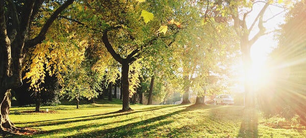 sunbeam through trees (c) unsplash