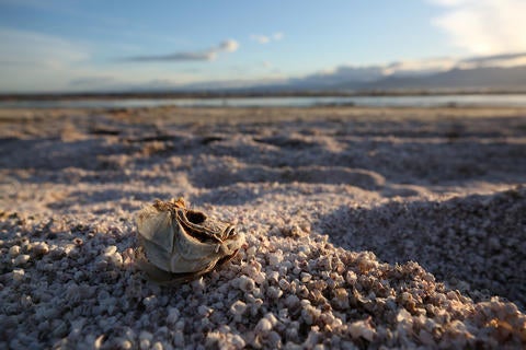 Beach at Salton Sea