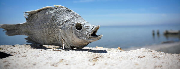 a dead fish on the beach of Salton Sea